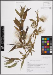 Foto von Salix excelsa S. G. Gmel.
